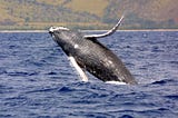 To Save Whales, Protect Their Habitat