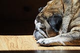 Guff, my senior English Bulldog pug mix is resting on the hardwood floor. His face is nestled into his paws. He’s in stark relief, in the center of a sunbeam. The shadows behind him are dark.