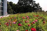 Student Perspective: Six month internship on living roofs