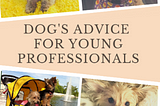 Dog’s Advice for Young Professionals