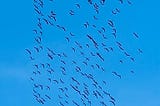 Large flock of flamingoes in the sky