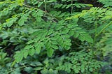 15 Amazing Health Benefits Of Moringa Leaf Powder