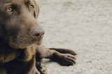 Lessons learned in SaaS startups: Chapter 8. Show loyalty.