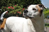 Bella, a white and brown dog photographed outside.