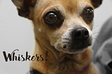 Never cut your dog’s whiskers. Here’s why.