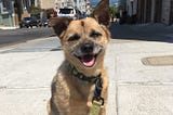Eleven Things I Learned as a Professional Pet Sitter in San Francisco