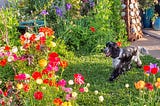 A colourful garden with a black and white Cocker Spaniel and a Dalek sculpture.