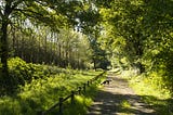 Photograph of a lane leading through woodland in full leaf. There’s a dog in the lane and a low wooden fence running alongside it.