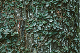 Hostile Takeover Series — Creeping Takeover