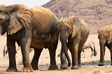 Namibian Elephants Captured, Ready for Illegal Exportation