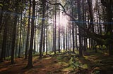 sun through the forest
