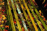 Dewfall On Forgotten Places