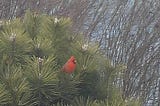 The Cardinal and the Evergreen