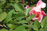 Single pink rose on rosebush