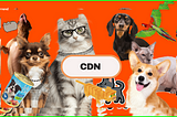 CDN and His Furrends: A Tale of Education and Furry Fun