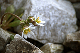 A macro photography of small white flowers growing between the gravel. Head of one flower is bent toward the ground while the other has its head turned to the sky.