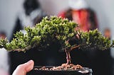 My Bonsai, My SELF