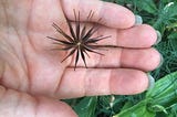 Self-Seeding in the Garden Farm