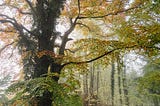 Autumnal Trees In Fog. Norfolk, UK. Liam Grant. Purchase at: https://www.stocksy.com/1372957/autumnal-trees-in-fog-norfolk-uk