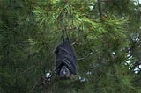 A black bat hanging upside down in a tree with its wings wrapped around it, like a cocoon, and it is looking straight ahead.