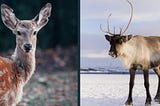 What Is The Difference Between A Deer And A DeerWhat Is The Difference Between A Deer And A Deer?