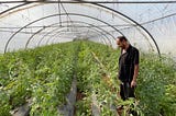 Beirut Greenhouse Farmers Struggling