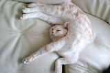 A cat curls up in twisted position to sleep