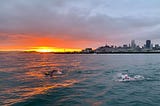 Angel Island, the Lord of the Flies, and Trump…