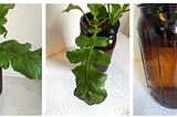 How to Grow Arugula in a Jar With the Power of Hydroponics