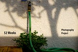 a hose and plant against a wall