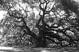 Hurricanes and Survival: A demonstration of natural emergent strategy