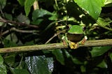 Do Alien Invasive Species Affect Frogs?