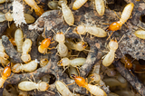 EARLY WARNING SIGNS OF A TERMITE INFESTATION