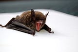 We saw a Bat living with us in our living room
