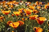 Discover Easy-to-Grow Flower Seeds for Vibrant Gardens