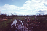 A group of five tree planters are walking along a muddy skid trail in a cut block They are facing away from us. The tree line is made of all spruce trees. The sky is blue.