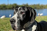 Can You Love Your Dog Too Much?