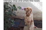 20 Sweet Dog Memes That Will Warm Your Heart