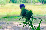 Thistles are visceral.