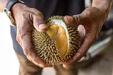 Visiting a Durian Farm in Langkawi