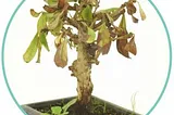 Identifying an Overwatered Bonsai Tree