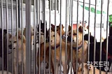 Controversy over Korea’s animal rescue groups’ practices and transparency