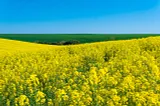 Roman Dawidowicz | Oilseed Production in the African and Asian Continent