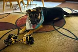 a dog lying on a carpet and playing with a rope toy (shelter dog)