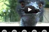 Influency Through Introductory Videos