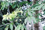 Ricinodendron heulotti tree. Natural herbs. Medicine. Natural therapy. Natural nutrition.