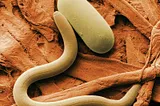 Liberal Arts Blog — Cryptobiosis — The Nematode as Lazarus (after 46,000 years)
