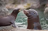 Are Sea Lions Dangerous? Dark Side of These Marine Mammals