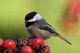 The Black-Capped Chickadee