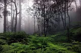 Rain Forest In Wayanad